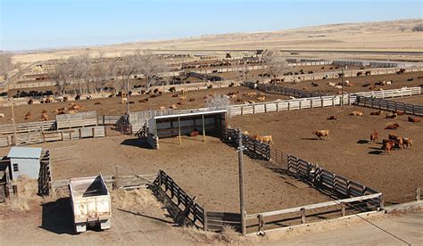 96 deeded acres with 52 irrigated acres and is owner-rated for 999 head. . Wyoming feedlot for sale